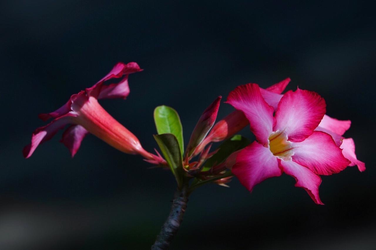 El Homestay Bali Nusa Dua  Exteriér fotografie