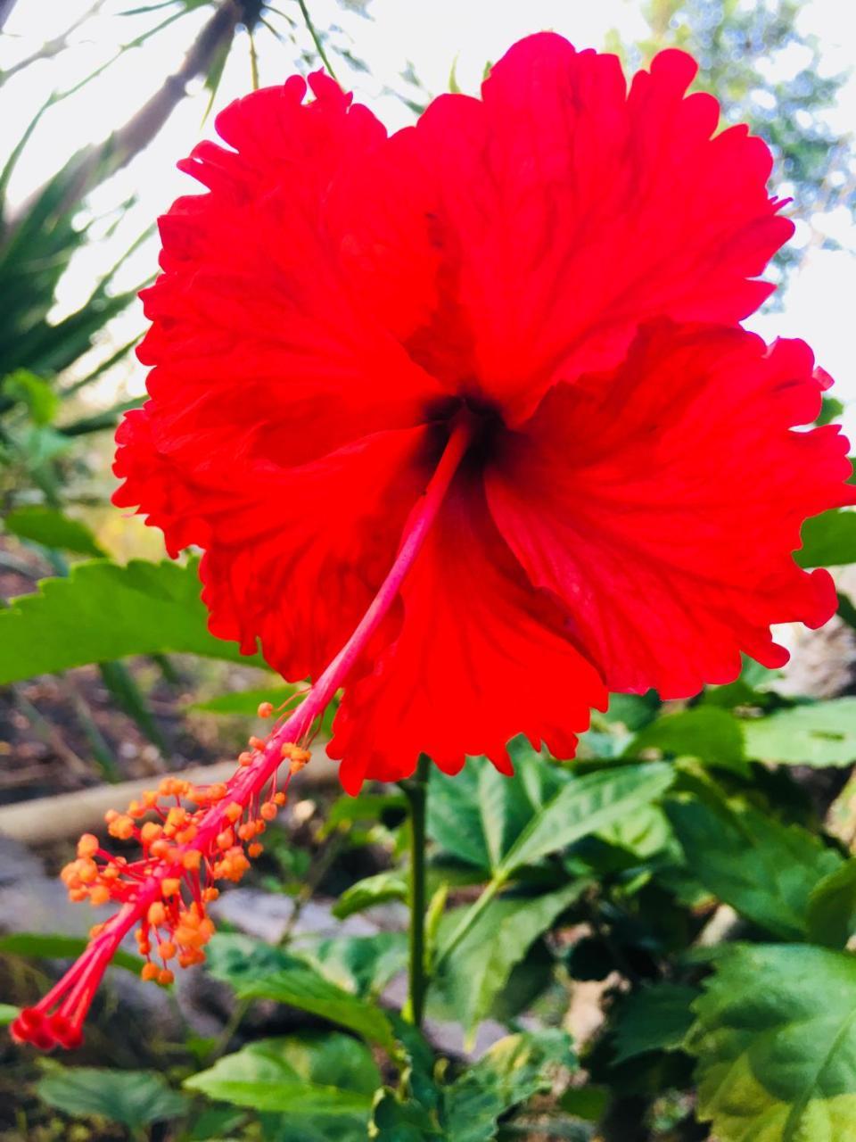 El Homestay Bali Nusa Dua  Exteriér fotografie